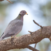 Band-tailed Pigeon